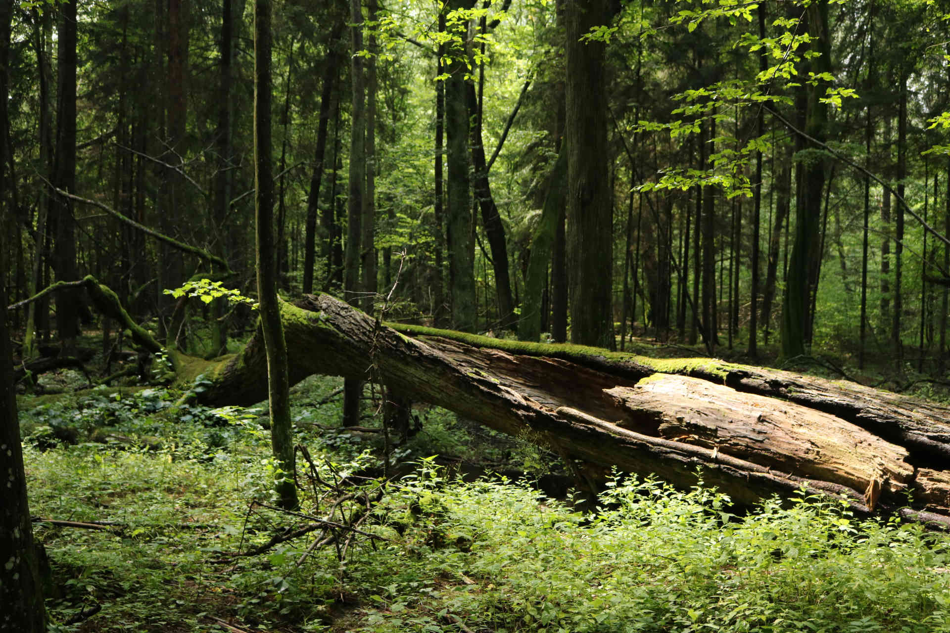 Zu sehen ist der Urwald nahe Białowieża, Bild: J0ck3j