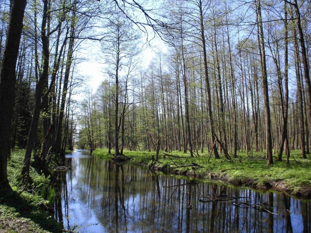 Zu sehen ist der Urwald nahe Białowieża, Bild: Robert Wielgórski a.k.a. Barry Kent